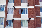 Chacma Baboon (Papio ursinus) group climbing apartment building with person trying to scare them off, South Africa