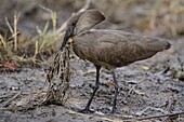 Hamerkop (Scopus umbretta) soaking dry grasses and sticks in mud before adding them to its nest, Kruger National Park, South Africa