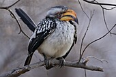 Southern Yellow-billed Hornbill (Tockus leucomelas), Khama Rhino Sanctuary, Botswana