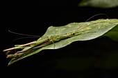 Stick Insect (Chlorobistus sp) pair mating at night, Gunung Penrissen, Borneo, Malaysia