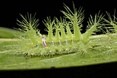 Cup Moth (Limacodidae) caterpillar with stinging bristles, Gunung Mulu National Park, Borneo, Malaysia