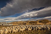 Merino Sheep (Ovis aries) flock, Central Otago, New Zealand