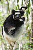 Indri (Indri indri) mother and five week old infant, eastern Madagascar