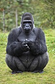 Western Lowland Gorilla (Gorilla gorilla gorilla) silverback, Arnhem, Netherlands