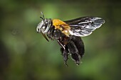 Bee (Anthophora sp) female flying, Matobo National Park, Zimbabwe