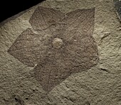 Plant (Florissantia speirii) forty four million year old fossil flower, John Day Fossil Beds National Monument, Oregon