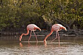 Greater Flamingo (Phoenicopterus ruber) pair feeding in lagoon, Santa Cruz Island, Galapagos Islands, Ecuador