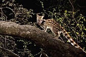 Panther Genet (Genetta maculata) climbing in tree at night, Matobo National Park, Zimbabwe