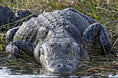 American Alligator (Alligator mississippiensis), Everglades National Park, Florida