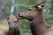 Elk (Cervus elaphus) mother grooming calf, nothern Rocky Mountains, Canada