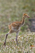 Sandhill Crane (Grus canadensis) male chick, central Florida