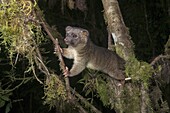 Olinguito (Bassaricyon neblina), the first new carnivore discovered in the Americas for 35 years, Bellavista Cloud Forest Reserve, Ecuador