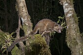 Olinguito (Bassaricyon neblina), the first new carnivore discovered in the Americas for 35 years, Bellavista Cloud Forest Reserve, Ecuador