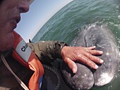 Gray Whale (Eschrichtius robustus) being touched by photographer Flip Nicklin, Magdalena Bay, Baja California, Mexico