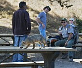 Island Fox (Urocyon littoralis) scavenging on picnic tables, Santa Cruz Island, Channel Islands, California