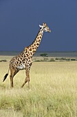 Masai Giraffe (Giraffa camelopardalis tippelskirchi) walking through savannah, Masai Mara National Reserve, Kenya