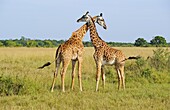 Masai Giraffe (Giraffa camelopardalis tippelskirchi) males fighting, Masai Mara National Reserve, Kenya