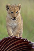 African Lion (Panthera leo) juvenile on Eland (Taurotragus oryx) carcass, Masai Mara National Reserve, Kenya