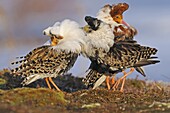 Ruff (Philomachus pugnax) males fighting at lek, Varanger Peninsula, Norway