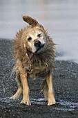 Golden Retriever (Canis familiaris) shaking water from its fur, Japan. Sequence 2 of 3