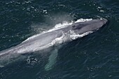 Blue Whale (Balaenoptera musculus) breathing at surface, California