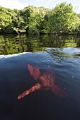 Amazon River Dolphin (Inia geoffrensis) swimming in flooded forest, Rio Negro, Brazil