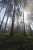 Norway Spruce (Picea abies) forest with mist in spring, Germany