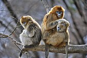 Golden Snub-nosed Monkey (Rhinopithecus roxellana) mother grooming young with sub-adult, Qinling Mountains, Shaanxi, China
