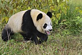 Giant Panda (Ailuropoda melanoleuca) juvenile, Qinling Mountains, Shaanxi, China
