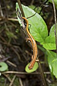 Blue Ridge Two-lined Salamander (Eurycea wilderae) on stem, Cherokee National Forest, Tennessee