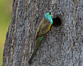 Golden-shouldered Parrot (Psephotus chrysopterygius) male at entrance to its nest in a conical termite mound, Artemis Station, Cape York Peninsula, Australia
