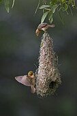 Baya Weaver (Ploceus philippinus) subadult birds building nest, Singapore