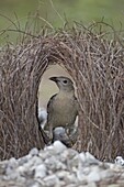 Great Bowerbird (Chlamydera nuchalis) male in bower, Litchfield National Park, Australia