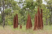 Termite mounds, Northern Territory, Australia