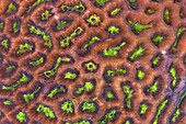 Brain Coral (Goniastrea sp) detail