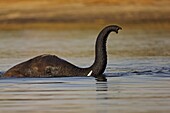 African Elephant (Loxodonta africana) with truck raised for breathing, in Chobe River, Chobe National Park, Botswana