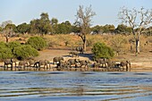 African Elephant (Loxodonta africana) herd beside the Chobe River, Chobe National Park, Botswana