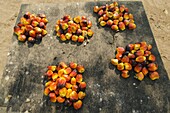 Palm fruits gathered for sale, Mbomo Village, Odzala-Kokoua National Park, Democratic Republic of the Congo