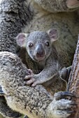 Koala (Phascolarctos cinereus) seven-month-old joey halfway out of mother's pouch, Queensland, Australia