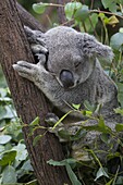 Koala (Phascolarctos cinereus) sleeping, Queensland, Australia