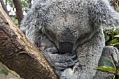 Koala (Phascolarctos cinereus) mother embracing seven-month-old joey, Queensland, Australia