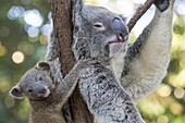 Koala (Phascolarctos cinereus) mother and six-month-old joey, Queensland, Australia