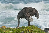 Ostrich (Struthio camelus) female feeding near shore, Cape of Good Hope, Cape Peninsula, South Africa