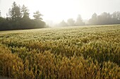 Common Wheat (Triticum aestivum) field in morning mist, Hokkaido, Japan