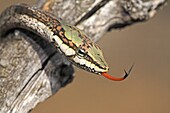 Twig Snake (Thelotornis capensis) displaying its tongue, iSimangaliso Wetland Park, South Africa