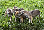 European Wolf (Canis lupus) pack showing submissive and dominant behavior, Germany