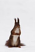 Eurasian Red Squirrel (Sciurus vulgaris) in snow, Vienna, Austria