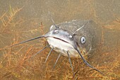 Common Bullhead (Ameiurus nebulosus), Netherlands