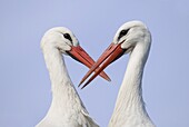 White Stork (Ciconia ciconia) pair courting, Lelystad, Netherlands