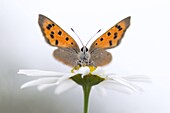 Small Copper (Lycaena phlaeas) butterfly, Netherlands